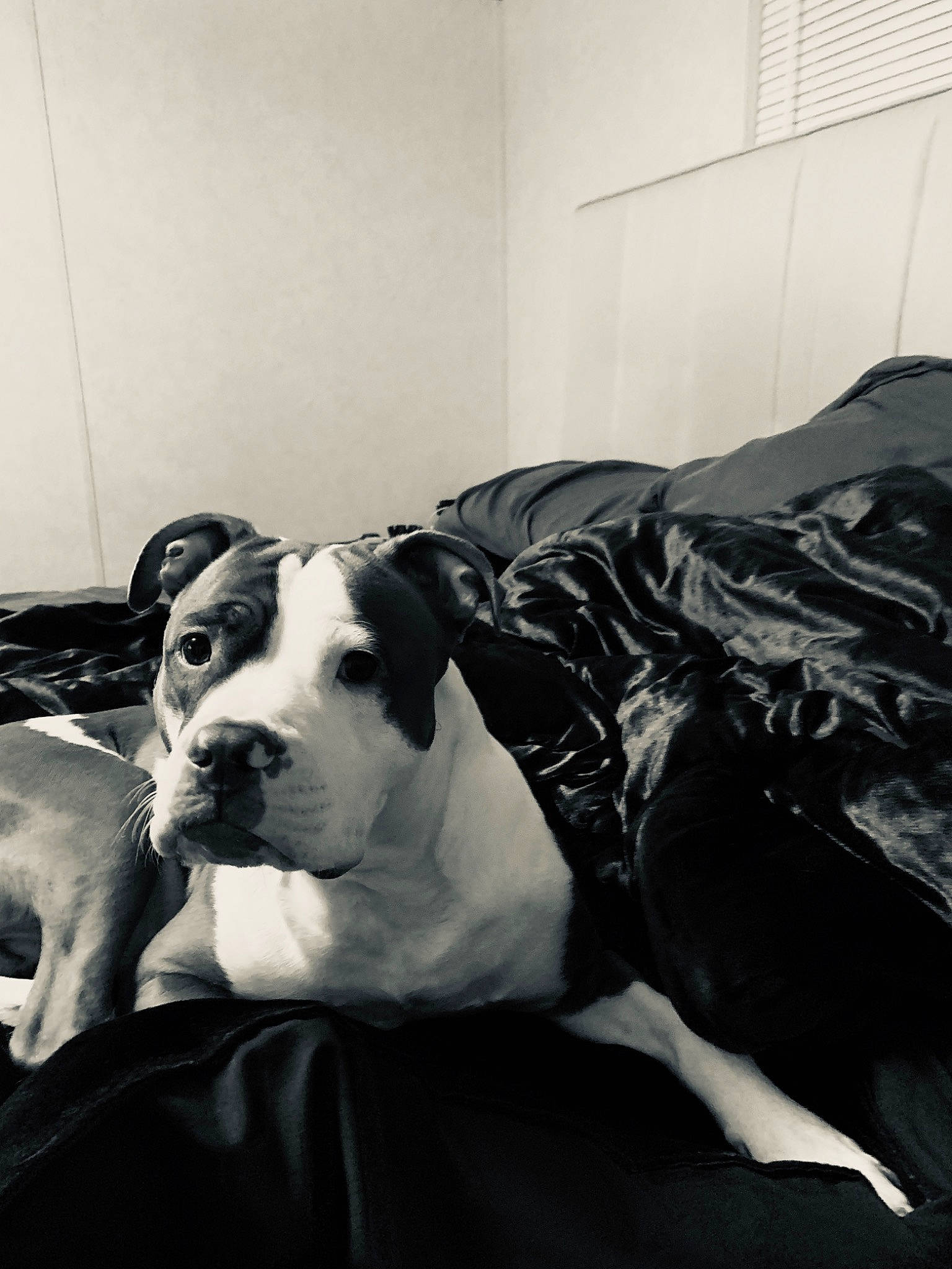 Roxy is registered to the contest to win money with this photo: black_and_white, canidae, carnivore, comfort, companion_dog, dog, dog_breed, mammal, monochrome_photography, snout, sporting_group, whiskers, working_animal, working_dog