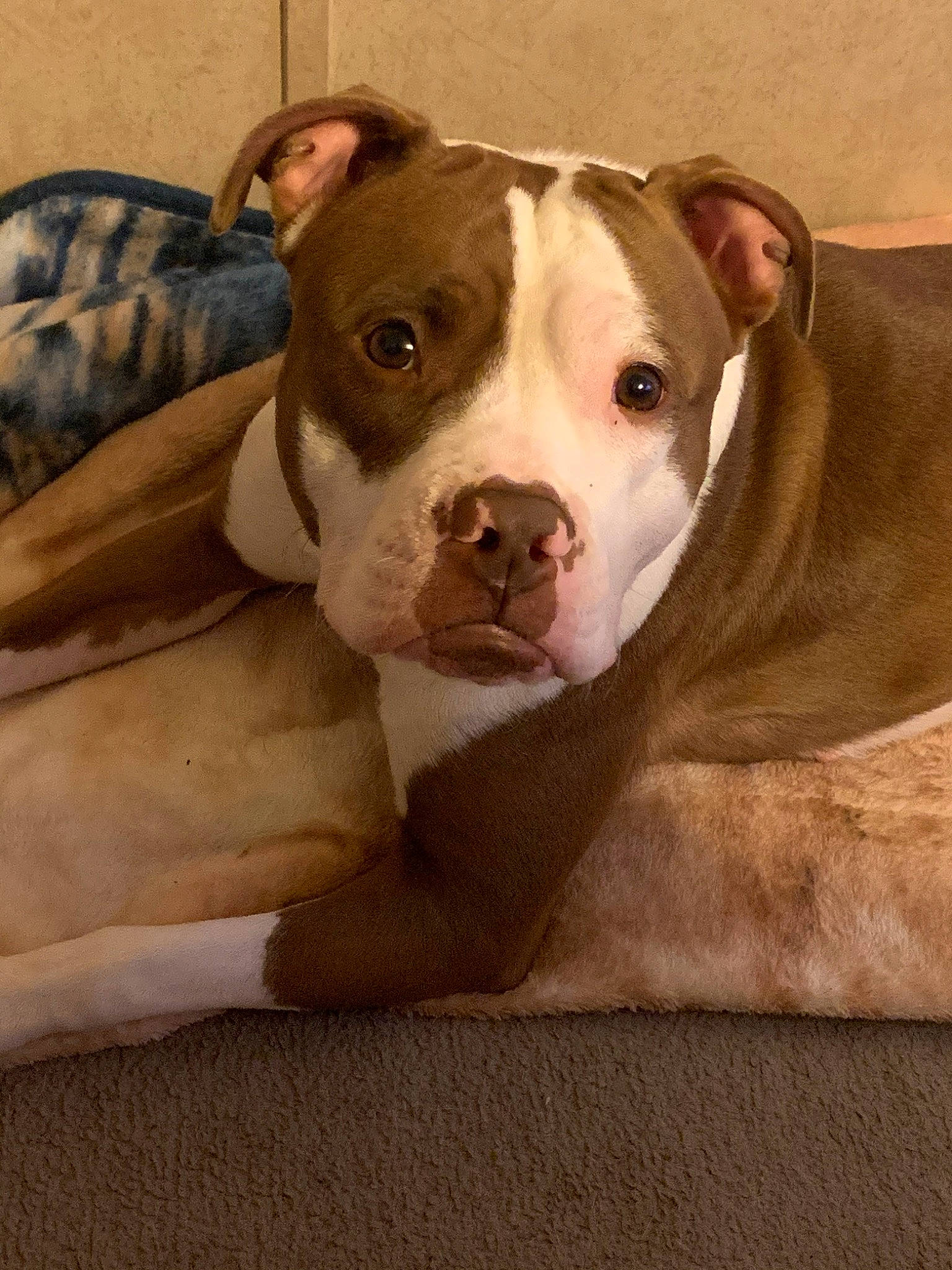 Roxy is registered to the contest to win money with this photo: beige, brown, canidae, carnivore, companion_dog, dog, dog_breed, fawn, liver, neck, non_sporting_group, old_english_bulldog, snout, sporting_group, whiskers, working_animal, working_dog