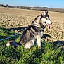 Echo a rejoint le concours — aidez-le/la à gagner de superbes lots ! animal, blue_sky, canine, daytime, dog, field, fur, grass, happy, husky, landscape, leash, nature, outdoor, pet, rural, sitting, sky, sunlight, tongue_out