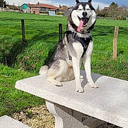 Echo a rejoint le concours — aidez-le/la à gagner de superbes lots ! animal, bench, cloud, daytime, dog, fence, grass, happy, house, husky, leash, nature, outdoor, pet, picnic_table, rural, sky, smiling, sunny, tongue_out