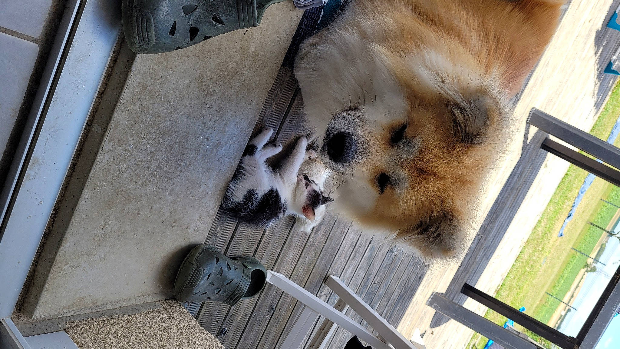 Rayto participe au concours pour gagner de l'argent avec cette photo : canidae, carnivore, companion_dog, dog, dog_breed, dog_supply, fawn, fur, german_spitz, german_spitz_klein, german_spitz_mittel, newspaper, pet_supply, pomeranian, spitz, sporting_group, tail, toy_dog, volpino_italiano, waste_container