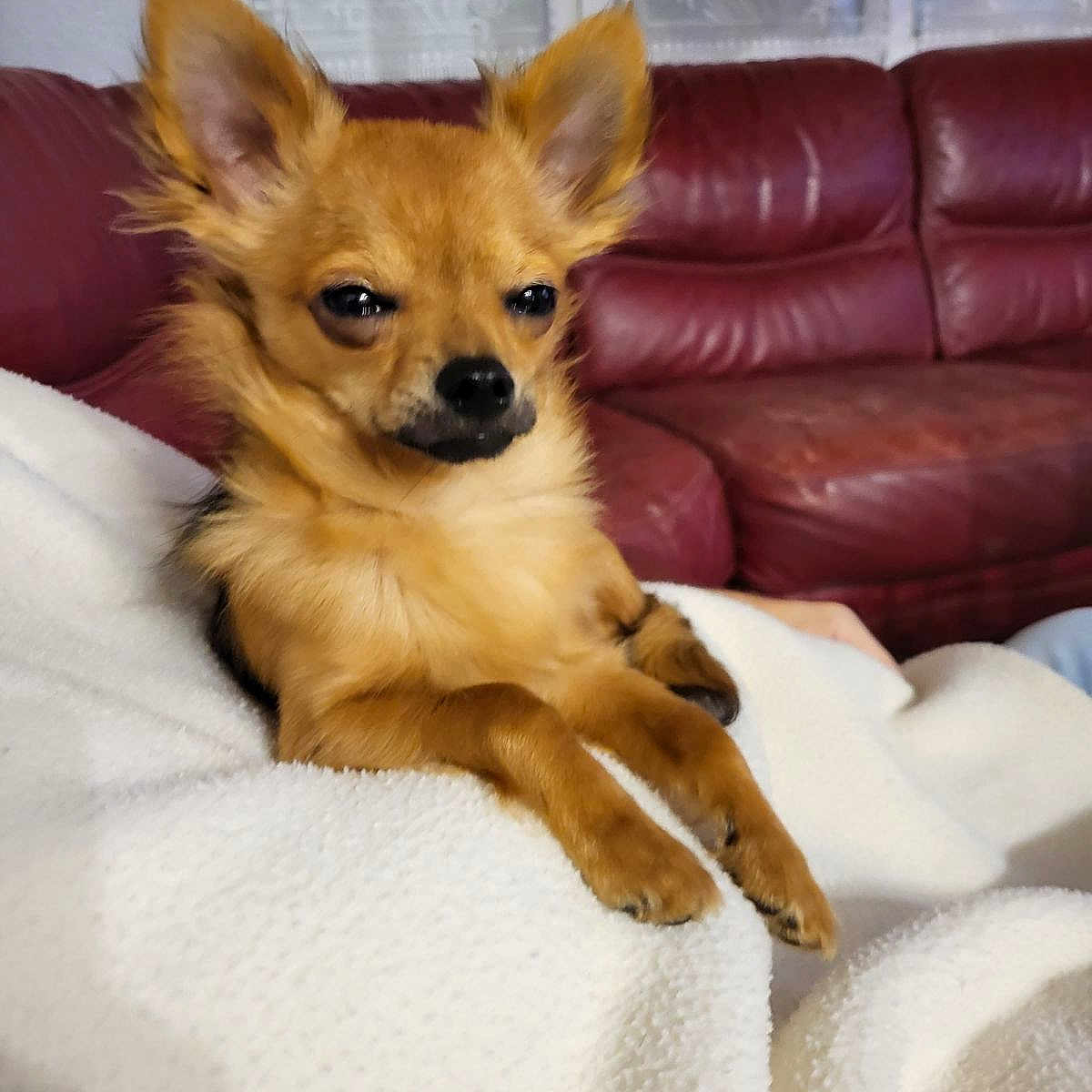 Yoda participe au concours pour gagner de l'argent avec cette photo : animal, architecture, bed, blanket, building, canine, chihuahua, cockerspaniel, couch, cushion, dog, furniture, homedecor, indoors, interiordesign, livingroom, papillon, pet, puppy, room