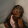 Oakley joined the competition — help win amazing prizes! dog, puppy, bed, blanket, pillow, resting, cozy, brown, white_spot, cute, pet, indoors, fur, canine, looking_up, relaxed, snuggled, animal, sleepy, companion