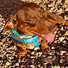 Oakley is registered to the contest to win money with this photo: dog, dachshund, brown_dog, tongue_out, blue_harness, outdoor, rocks, sunlight, pet, animal, happy_dog, closeup, canine, small_dog, playful, sitting, ears, snout, paw, nature