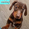 dog, puppy, doberman, brown_coat, collar, paw_prints, ears, floor, wooden_floor, curious, pet, animal, close_up, indoor, young, cute, looking_up, front_paws, pet_collar, canine