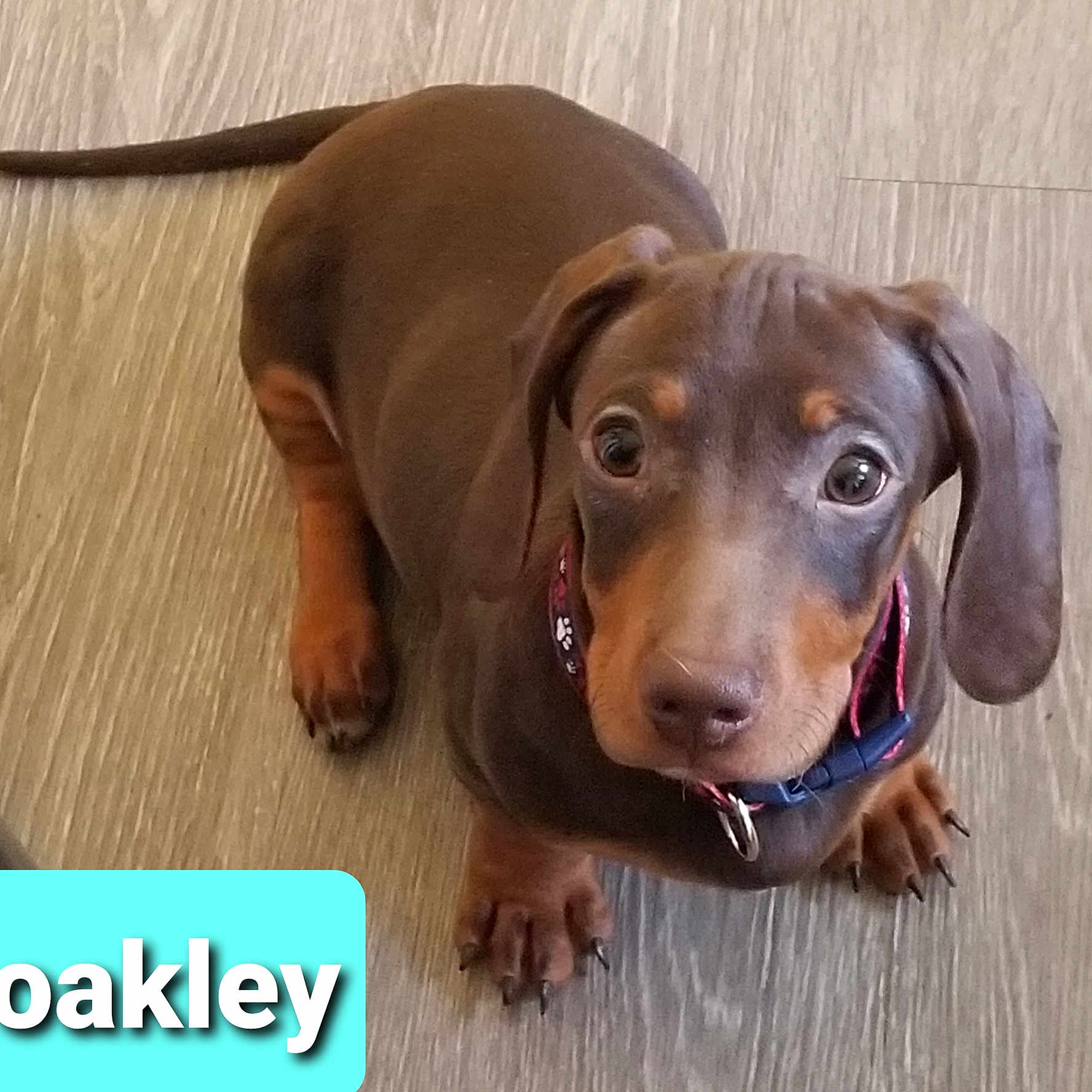 Oakley is registered to the contest to win money with this photo: puppy, dog, brown, collar, floor, looking_up, pet, young_dog, cute, animal, indoor, small_dog, ears, nails, canine, portrait, companion, friendly, alert, domestic_animal