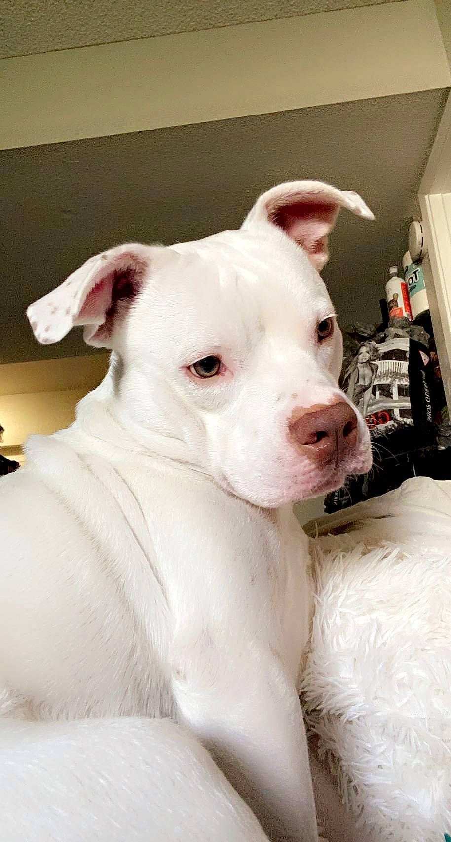 Tsutey joined the competition — help win amazing prizes! canidae, carnivore, companion_dog, cordoba_fighting_dog, dog, dog_breed, dogo_guatemalteco, ear, fawn, head, non_sporting_group, snout, sporting_group, terrestrial_animal, whiskers