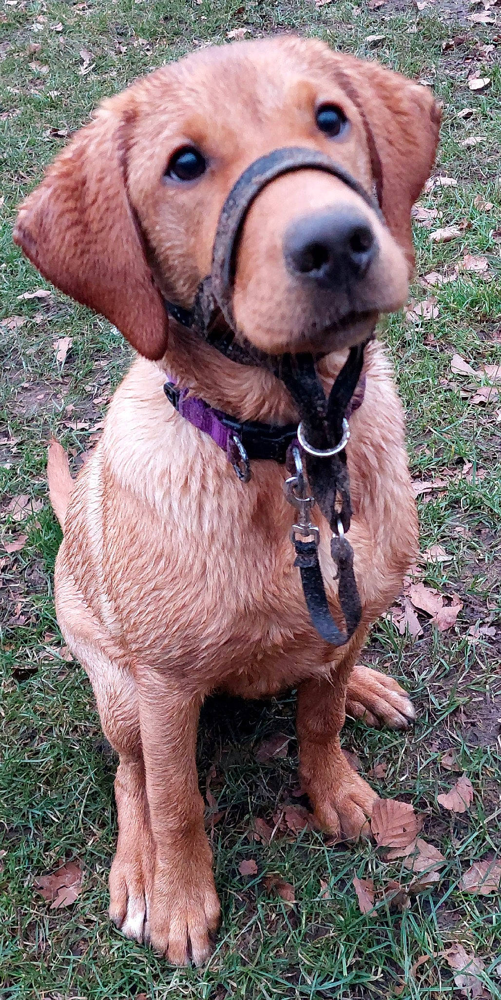 Willow is registered to the contest to win money with this photo: canidae, carnivore, collar, companion_dog, dog, dog_breed, dog_collar, fawn, fur, grass, gun_dog, leash, liver, pet_supply, plant, retriever, snout, sporting_group, whiskers, working_animal