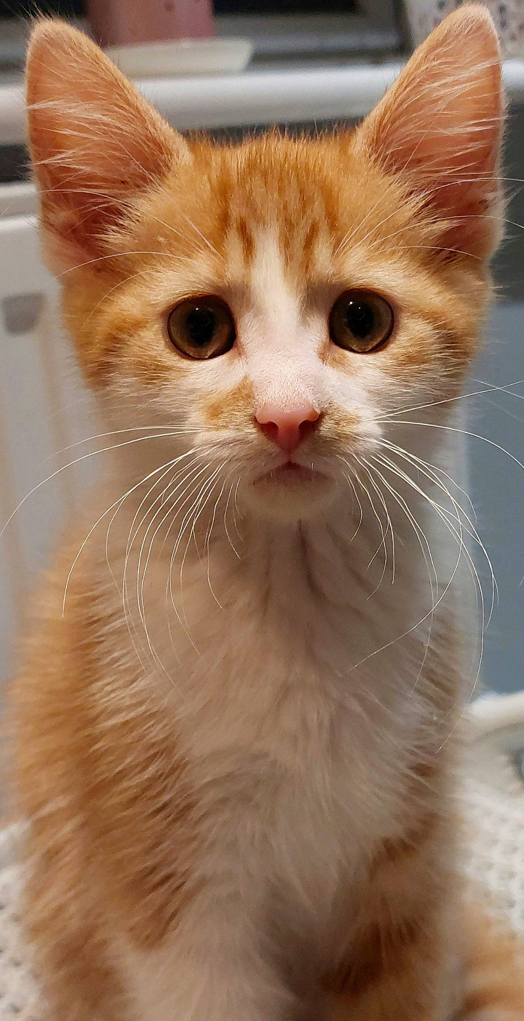 Bracken is registered to the contest to win money with this photo: carnivore, cat, close_up, domestic_short_haired_cat, ear, eye, fawn, felidae, fur, paw, photography, small_to_medium_sized_cats, snout, tail, terrestrial_animal, whiskers, window