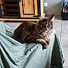 animal, cabinet, cat, cozy, domestic, ears, floor_tile, fluffy, fur, furniture, green_cloth, home, indoor, paw, pet, relaxed, resting, tabby, whiskers, wood