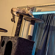 Peaches is registered to the contest to win money with this photo: cat, cat_tree, indoor, furniture, curtains, relaxed, pet, animal, window, home, cozy, resting, fur, tabby, looking, perched, domestic, comfortable, light, shadow