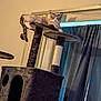cat, cat_tree, indoor, furniture, curtains, relaxed, pet, animal, window, home, cozy, resting, fur, tabby, looking, perched, domestic, comfortable, light, shadow