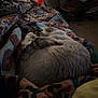 cat, sleeping, blanket, indoor, cozy, feline, resting, patterned, fur, curled_up, soft_light, warm, comfort, domestic, pet, quiet, relaxed, home, animal, peaceful