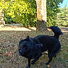 Ruby participe au concours pour gagner de l'argent avec cette photo : animal, autumn, black_dog, canine, daylight, dog, fall, grass, grassland, leaves, motion_blur, nature, outdoor, park, pet, shaking, sunlight, tree, trunk, wildlife