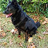 animal, autumn, black_dog, canine, collar, daylight, dog, ears, fur, garden, grass, greenery, happy, leaves, nature, outdoor, pet, side_view, sitting, tongue_out