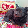 dog, black_dog, pet, animal, pillow, text, chill, blanket, colorful, pattern, leaf_pattern, indoor, resting, fur, cute, relaxed, cozy, bed, cushion, comfort