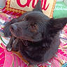 dog, black_dog, pet, fluffy, cushion, pillow, text, indoor, colorful, pattern, relaxing, animal, ears, fur, closeup, portrait, looking_up, resting, cozy, home