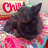 dog, black_dog, pet, cushion, pillow, text, chill, colorful, patterned, indoor, relaxed, fur, animal, companion, resting, looking_away, cozy, bed, decor, home