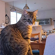 Aslan a rejoint le concours — aidez-le/la à gagner de superbes lots ! cat, tabby_cat, furniture, couch, living_room, indoor, pet, animal, cozy, home, modern, lamp, clock, wooden_chair, table, plant, window, daylight, relaxed, sitting