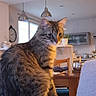 animal, cat, clock, couch, cozy, daylight, furniture, home, indoor, lamp, living_room, modern, pet, plant, relaxed, sitting, tabby_cat, table, window, wooden_chair