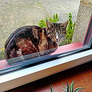 Speedy participe au concours pour gagner de l'argent avec cette photo : cat, tabby_cat, pet, animal, window, windowsill, outdoors, succulent, plant, reflection, stare, whiskers, fur, eyes, pavement, greenery, stone_wall, glass, curious, sitting