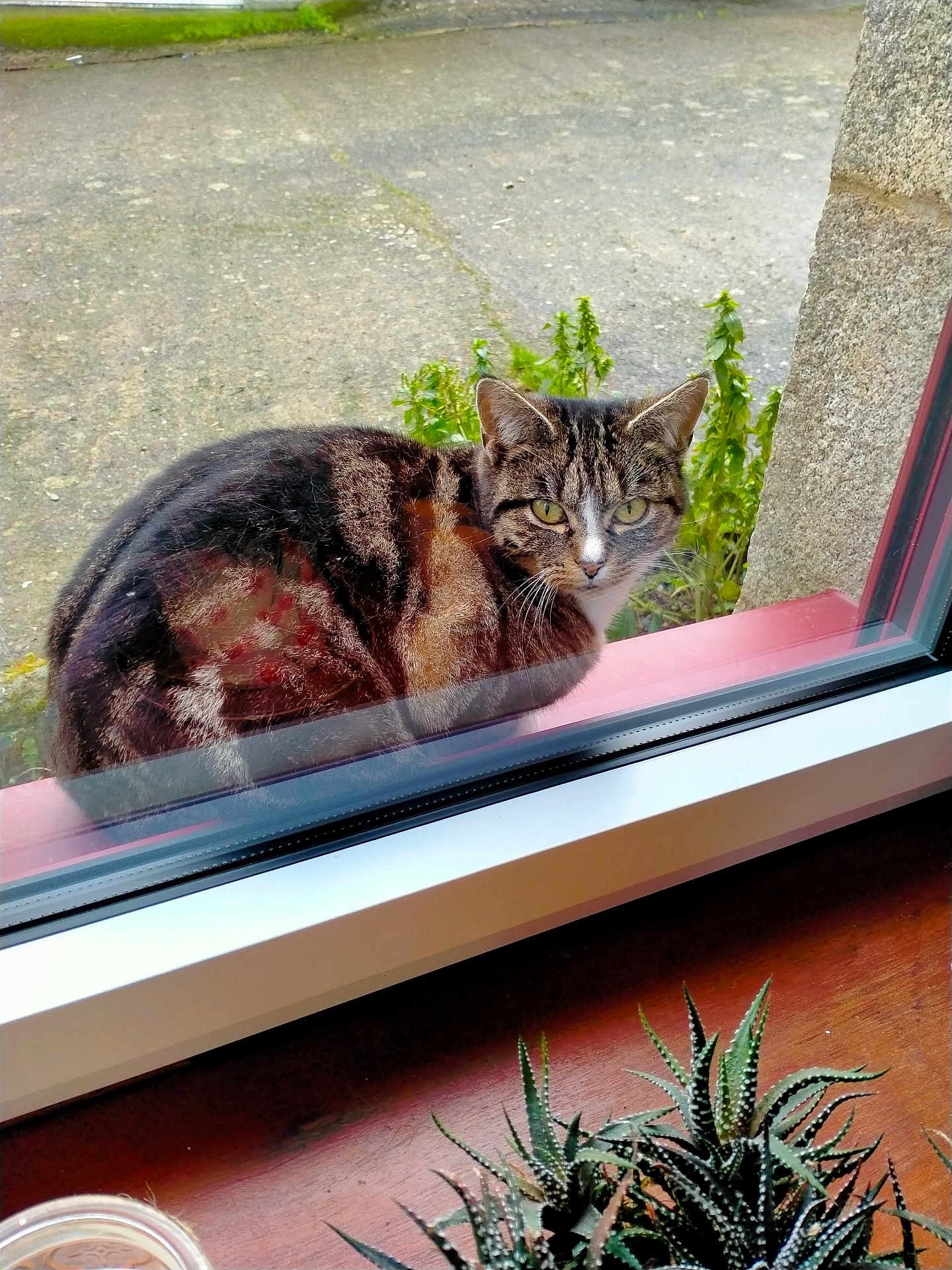 Speedy participe au concours pour gagner de l'argent avec cette photo : cat, tabby_cat, pet, animal, window, windowsill, outdoors, succulent, plant, reflection, stare, whiskers, fur, eyes, pavement, greenery, stone_wall, glass, curious, sitting
