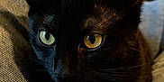 Krokmou a rejoint le concours — aidez-le/la à gagner de superbes lots ! cat, black_cat, pet, animal, closeup, yellow_eyes, feline, whiskers, fur, indoor, texture, comfort, relaxed, face, ears, close_up, domestic_cat, cute, soft_light, shadow