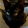 cat, black_cat, pet, animal, closeup, yellow_eyes, feline, whiskers, fur, indoor, texture, comfort, relaxed, face, ears, close_up, domestic_cat, cute, soft_light, shadow