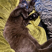 Krokmou a rejoint le concours — aidez-le/la à gagner de superbes lots ! black_cat, sleeping, cozy, towel, fluffy_pillow, pet, feline, relaxation, indoors, nap, fur, paw, whiskers, cute, resting, domestic_cat, soft_texture, animal, companion, comfortable