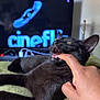 Krokmou a rejoint le concours — aidez-le/la à gagner de superbes lots ! black_cat, cat, pet, animal, hand, finger, biting, green_blanket, television, indoor, fur, whiskers, playful, relaxing, cozy, domestic, mammal, closeup, interaction, cute