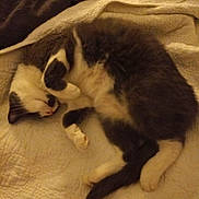 Gypso a rejoint le concours — aidez-le/la à gagner de superbes lots ! bed, blanket, cat, cozy, cute, domestic_animal, feline, fur, gray, indoor, paw, pet, quilt, relaxation, resting, sleeping, soft, tail, warm, white