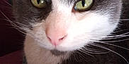 Gypso participe au concours pour gagner de l'argent avec cette photo : animal, cat, close_up, closeup, curious, cute, domestic_cat, face, feline, gray_fur, green_eyes, indoor, looking, mammal, nose, pet, portrait, soft_fur, whiskers, white_fur