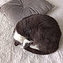 Gypso a rejoint le concours — aidez-le/la à gagner de superbes lots ! animal, bed, cat, comfortable, cozy, curled_up, cute, domestic_cat, feline, fur, gray_cat, indoor, pet, pillow, quilt, relaxation, resting, sleeping, soft, white_cat