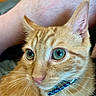 Charlie joined the competition — help win amazing prizes! animal, animal_face, cat, close_up, collar, curious, cute, domestic, ear, feline, fur, green_eyes, indoor, nose, orange_tabby, person_leg, pet, portrait, whiskers, young_cat