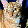 Charlie joined the competition — help win amazing prizes! animal, background_blur, cat, close_up, curious, cute, domestic_cat, feline, focus, fur, green_eyes, indoor, looking_away, mammal, orange_tabby, pet, pink_nose, portrait, soft_light, whiskers