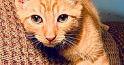 Charlie is registered to the contest to win money with this photo: animal, cat, close_up, comfortable, couch, curious, domestic, ears, eyes, feline, fur, furniture, indoor, mammal, orange_tabby, patterned, pet, relaxed, resting, whiskers