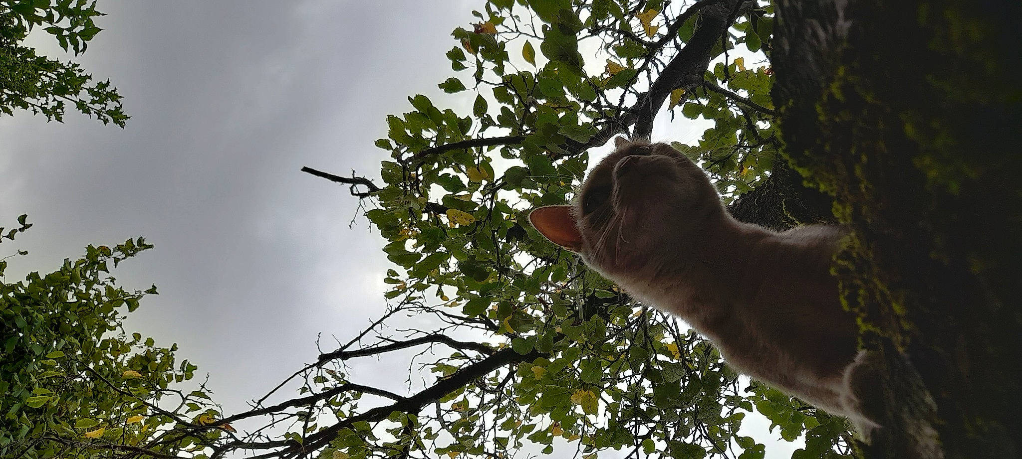 Minato participe au concours pour gagner de l'argent avec cette photo : branch, cloud, elbow, fawn, forest, gesture, grass, nature_reserve, people_in_nature, plant, sky, sunlight, thumb, tints_and_shades, tree, trunk, twig, wildlife, wood, woody_plant