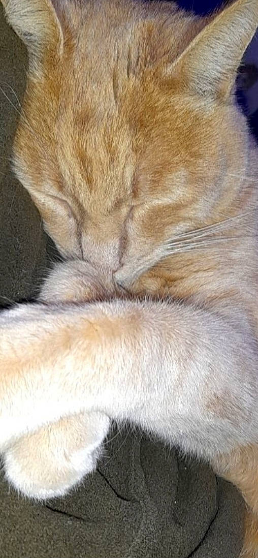 Minato a rejoint le concours — aidez-le/la à gagner de superbes lots ! canidae, claw, dog_breed, fawn, felidae, fur, human_leg, paw, small_to_medium_sized_cats, snout, sporting_group, tail, terrestrial_animal, whiskers, wildlife