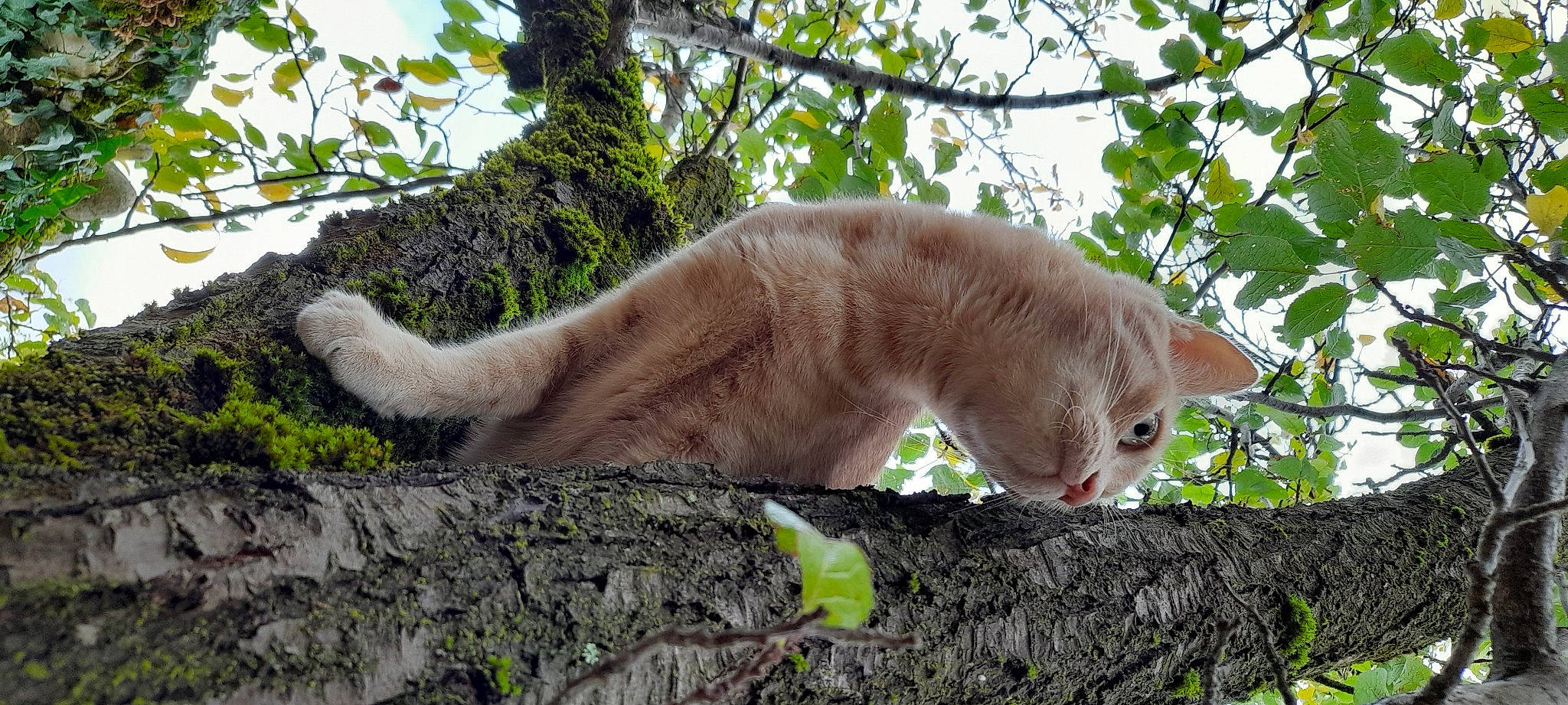 Minato participe au concours pour gagner de l'argent avec cette photo : big_cats, carnivore, cat, domestic_short_haired_cat, fawn, felidae, fur, grass, paw, plant, small_to_medium_sized_cats, snout, tail, terrestrial_animal, tree, trunk, twig, whiskers, wildlife, wood