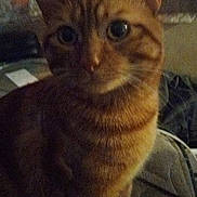 Jorgie is registered to the contest to win money with this photo: animal, bed, cat, close_up, cozy, curious, domestic, ears, eyes, face, fur, furniture, indoor, mammal, orange_tabby, pet, quiet, shadow, sitting, whiskers