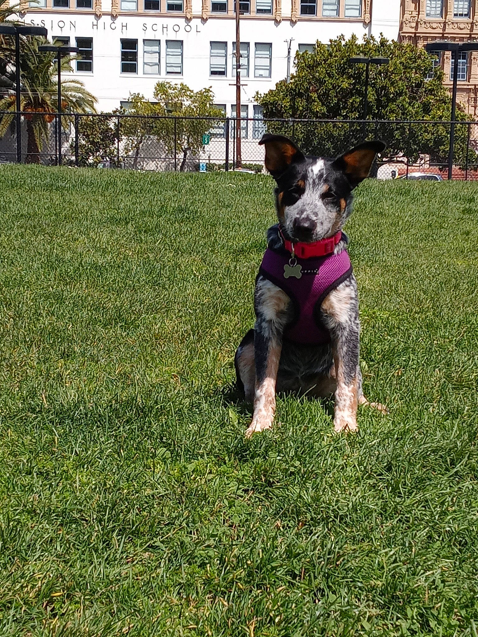 Phoenix joined the competition — help win amazing prizes! art, canidae, carnivore, companion_dog, dog, dog_breed, dog_supply, fawn, grass, groundcover, lawn, plant, snout, sporting_group, tail, tree, window, working_animal, working_dog, yard