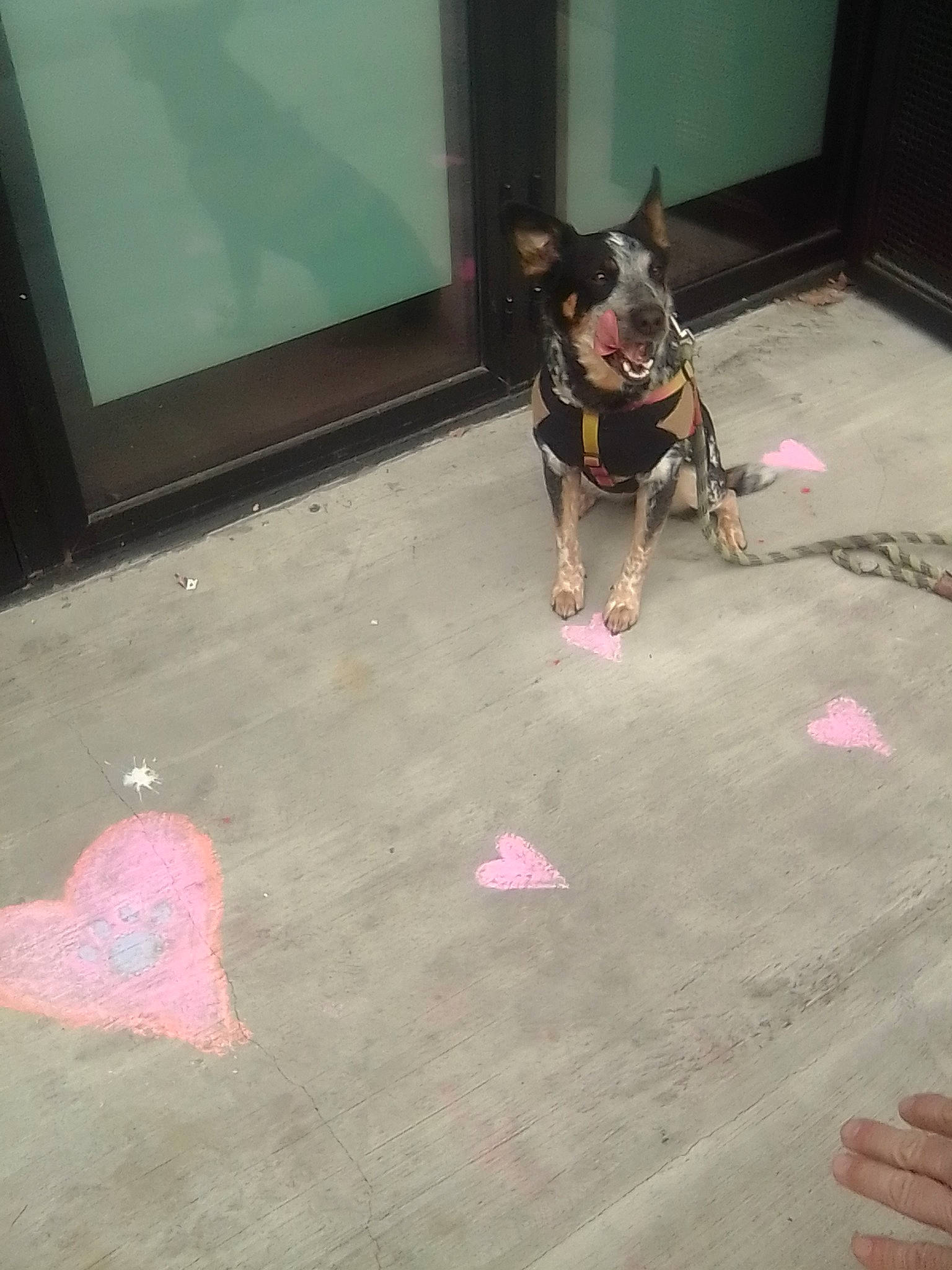 Phoenix is registered to the contest to win money with this photo: art, asphalt, carnivore, companion_dog, concrete, dog, dog_breed, dog_supply, fashion_accessory, felidae, floor, flooring, leash, pet_supply, pink, purple, road_surface, tail, toy_dog, visual_arts