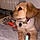 Athena