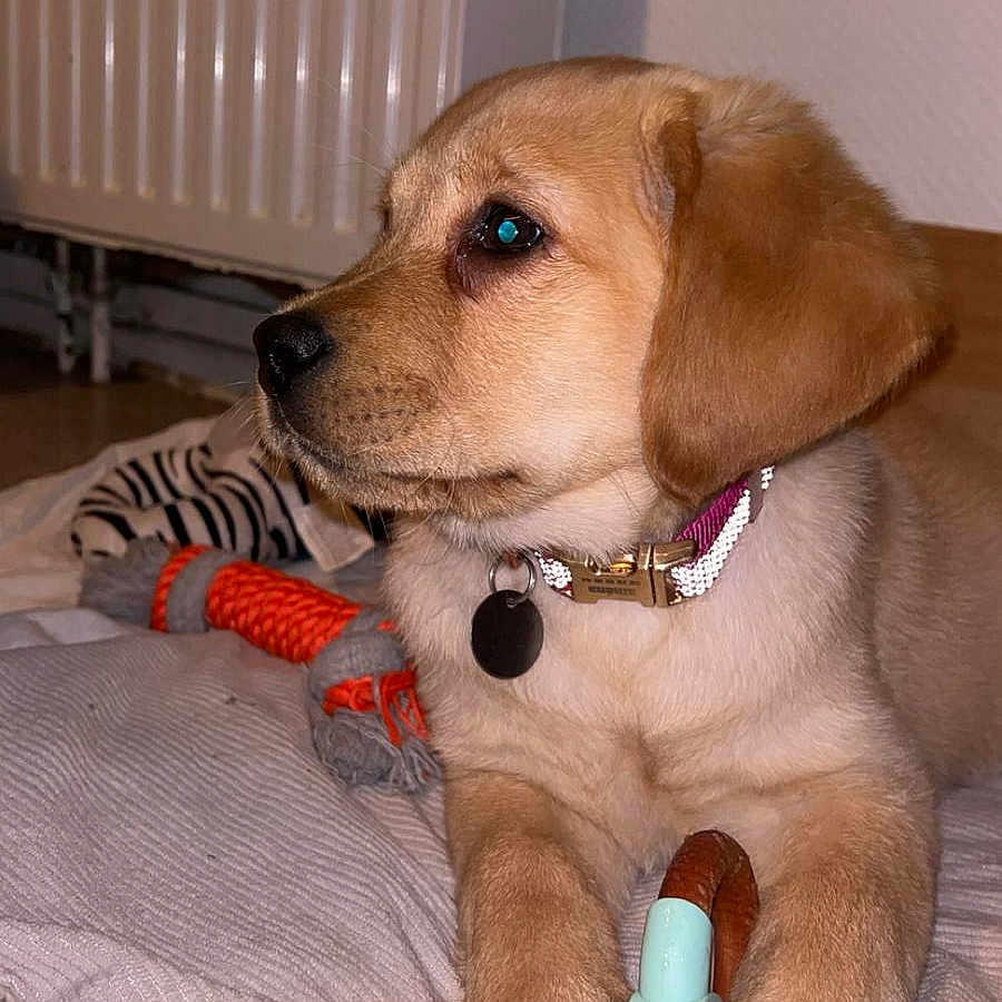Athena a rejoint le concours — aidez-le/la à gagner de superbes lots ! puppy, dog, golden_fur, pet, animal, sitting, portrait, collar, dog_tag, toy, rope_toy, bed, blanket, bedroom, radiator, indoors, cute, floppy_ears, brown_eyes, photography