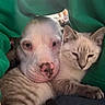 Ash joined the competition — help win amazing prizes! dog, cat, snuggling, close_up, green_blanket, pet, animal, companions, cute, cozy, fur, relaxed, friendship, indoor, domestic, mammal, cute_animals, resting, affection, close