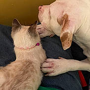 Ash is registered to the contest to win money with this photo: cat, dog, collar, pink_bell, lap, jeans, green_shirt, resting, snuggling, fur, white_dog, brown_spots, animal_friendship, indoor, close_up, pet, cute, domestic_animal, companionship, relaxation