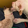 cat, dog, collar, pink_bell, lap, jeans, green_shirt, resting, snuggling, fur, white_dog, brown_spots, animal_friendship, indoor, close_up, pet, cute, domestic_animal, companionship, relaxation