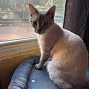 Ash joined the competition — help win amazing prizes! blue_eyes, cat, cozy, curious, curtain, daylight, domestic_animal, feline, fur, gray_bed, home, indoor, looking_at_camera, natural_light, pet_bed, quiet, sitting, whiskers, window, yellow_wall