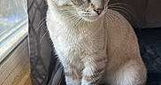 Ash is registered to the contest to win money with this photo: cat, animal, pet, feline, blue_eyes, sitting, indoor, window, curtain, bedspread, whiskers, fur, closeup, portrait, domestic_cat, striped, looking_away, natural_light, cozy, home