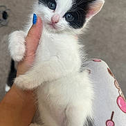 Snow is registered to the contest to win money with this photo: kitten, cat, black_and_white, pet, animal, cute, furry, hand, holding, blue_nail_polish, indoor, carpet, soft, young, fur, whiskers, ears, small, curious, closeup